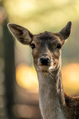 A portrait of a female fallow deer walking through a forest at a cloudy day in autumn in Hesse, Germany. Beautiful light bokeh caused by the sun in the background.