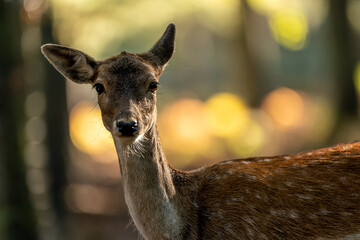 A portrait of a female fallow deer walking through a forest at a cloudy day in autumn in Hesse, Germany. Beautiful light bokeh caused by the sun in the background.