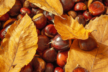 autumn still life
