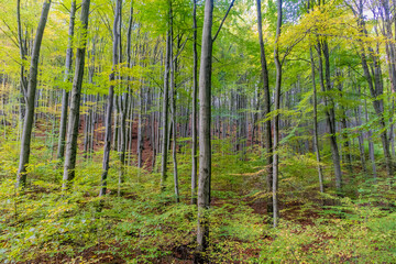 Herbstspaziergang durch die wunderschöne Natur des Thüringer Waldes - Thüringen
