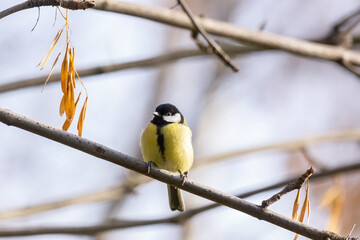 Great tit close up ( Parus major ).
