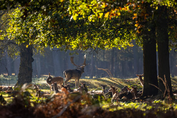 A herd of fallow deers in a forest during rutting season during the morning hours at a sunny day in autumn.