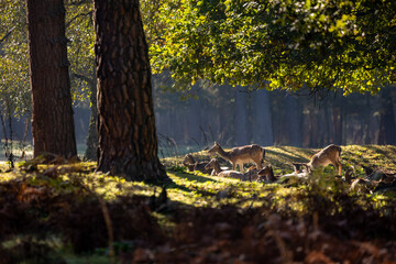A herd of fallow deers in a forest during rutting season during the morning hours at a sunny day in autumn.