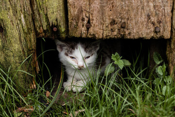 Mały zaniedbany kotek szukający jedzenia   - obrazy, fototapety, plakaty