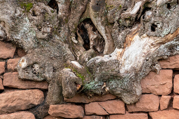 Old tree root grows over a wall of stacked red sandstones