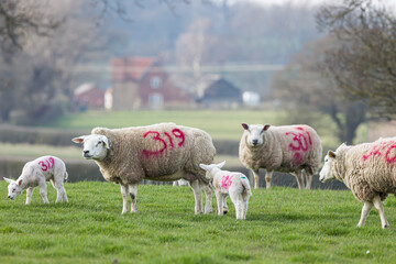Flock of sheep on a farm in UK countryside. Counting sheep