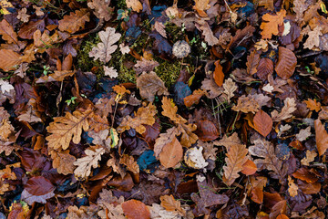 Jesienne liście leżące na ziemi w lesie 
