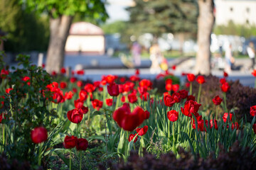 May 15, 2021. Spring resort town Truskavets. Flowering red tulips in the center of Truskavets