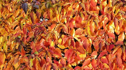 autumn leaves background