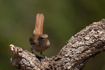Nightingale on a branch facing the camera.