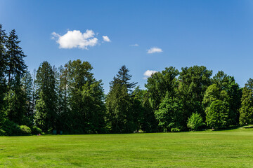 Sunny green meadow with trees on background and blue sky