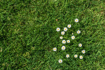 white daisies and green lawn top view summer background