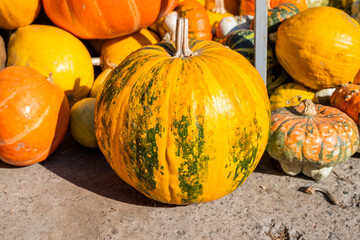 a bunch of many vegetables for a holiday in the fall