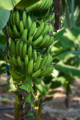 Bananas on tree
