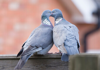 Wood pigeons kissing, bird bonding behaviour - Powered by Adobe