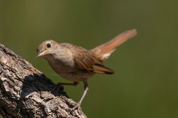 Nightingale on a sunny branch.