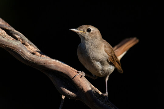 Nightingale on a branch looking at the camera.