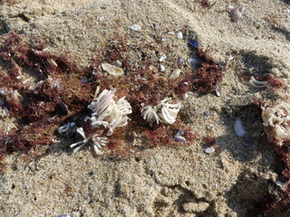 Rapana eggs on the Black Sea coast. Odessa region (Ukraine)