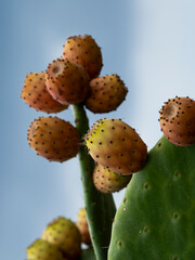 prickly pear cactus with fruits