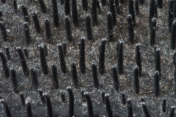 Macro shot of Dirty used hair brushes, very dirty comb and a lot of hair fall out