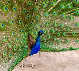 Fototapeta premium male peacock with beautiful feathers