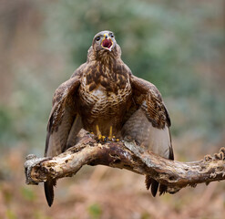 Buzzard perched on a branch