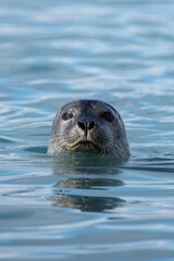 seal in water