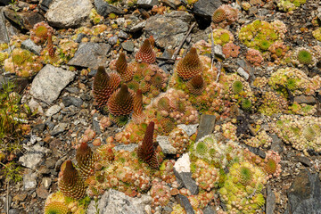 Orostachys spinosa. Wild plants on Lake Baikal.