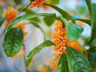 金木犀の甘い香り