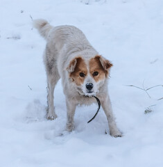 Portrait of a dog in the snow