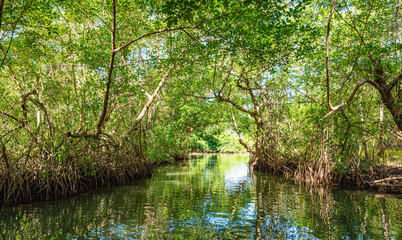 tropical mangrove forest
