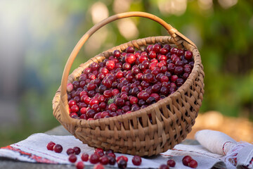 Basket with ripe, fresh cranberries on a woven towel in the garden. Folk style.