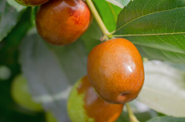 Ripe jojoba fruit on a tree branch close-up. Chinese date on a branch