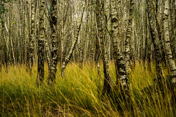 Obraz premium Autumn ,young forest...