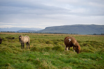 horses grazing in the field