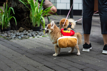 portrait of small dog on the street. cheerful little dog strolling on the busy street