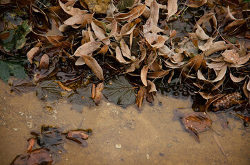 Dry leaves, twigs, cones, berries lie in puddle. Autumn season concept. Fallen leaves are lying in the water on the street.