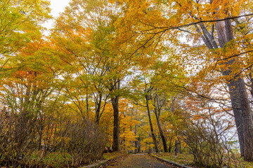 Naklejka premium 紅葉