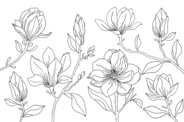 magnolia flower isolated on white background, Magnolia flower drawings, Black and white with line art on white backgrounds.
