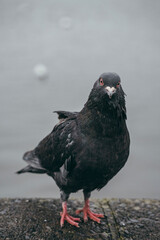 black headed gull
