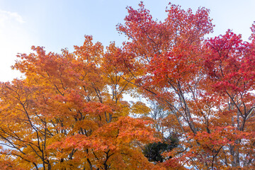紅葉