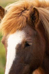 portrait of a horse