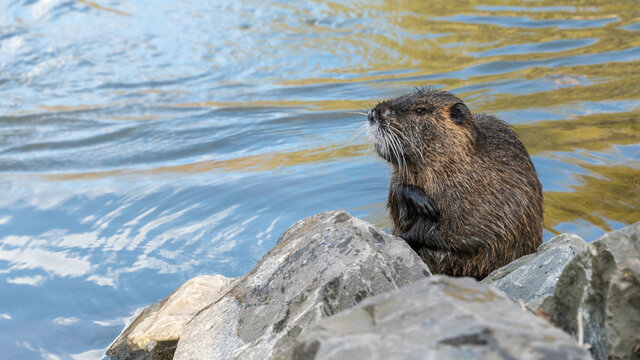 Nutria in Park in M&ouml;nchengladbach