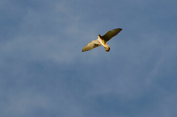 Habicht fliegt am Himmel, Bussard