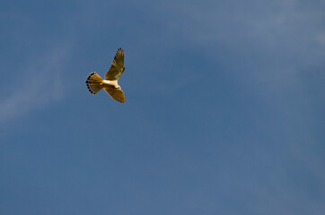 Greifvogel am blauen Himmel