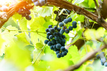 Bunch of black grapes on the vine. Close up view of fresh red wine grape in the farm.