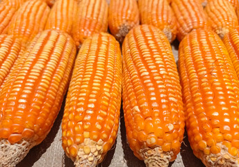 close up of corn
