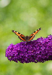 Kleiner Fuchs (Schmetterling)