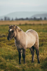 sheep in the mountains