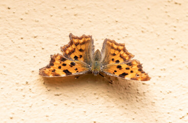 Fototapeta na wymiar Schmetterling C-Falter 